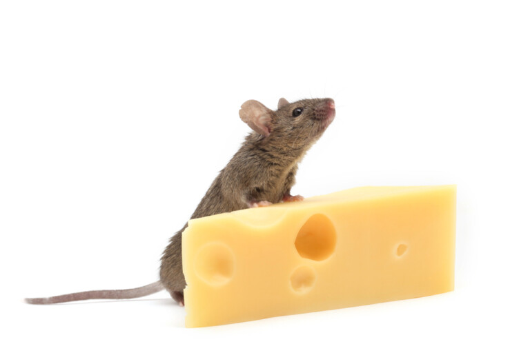 Can Pet Mice Eat Cheese? » Petsoid