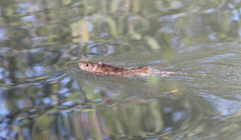 Can Pet Mice Swim? Petsoid