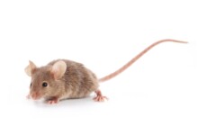 How to Introduce New Pet Mice?