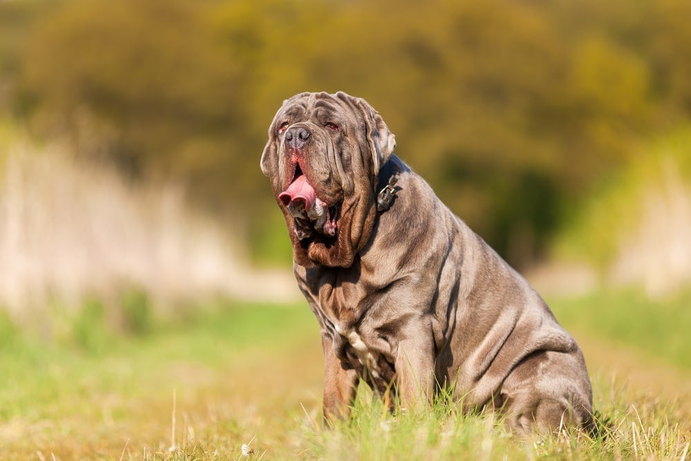 mastiff hypoallergenic