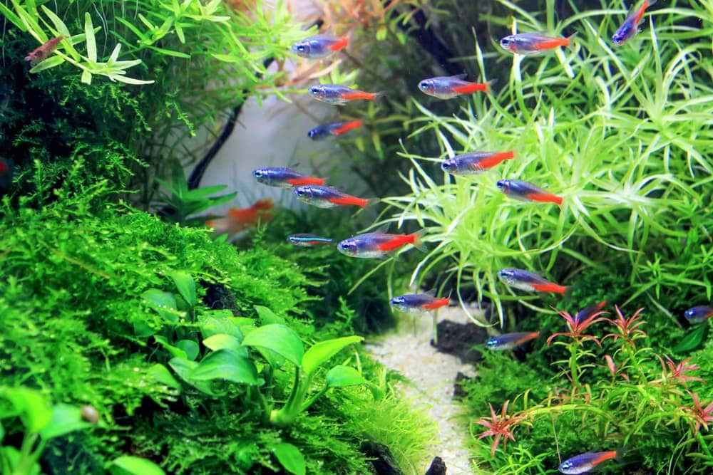 neon tetras banch