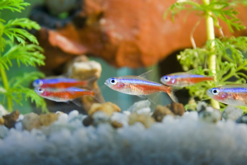 How to Tell if a Neon Tetra Is Going to Lay Eggs? » Petsoid