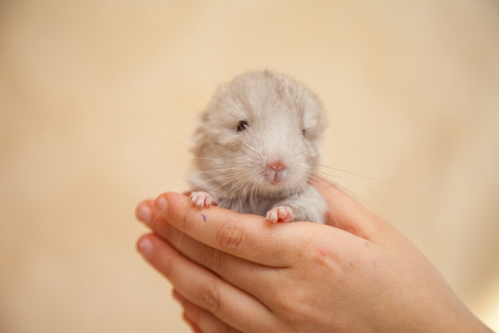 newborn chinchilla