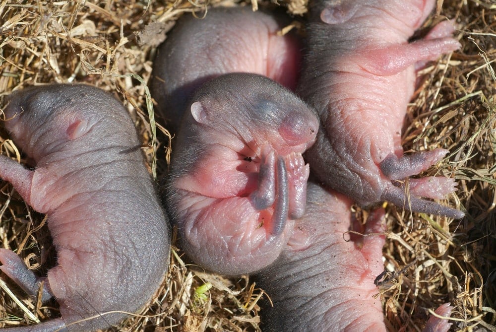 Newborn Mice 1 