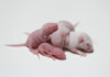 How Many Babies Do Mice Get?