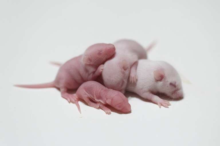 How Many Babies Do Mice Get? » Petsoid