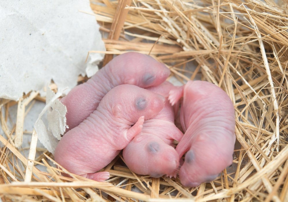 newborn mice babies