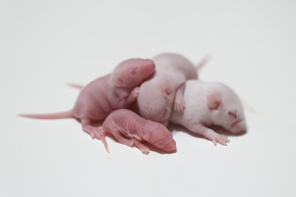 newborn mice