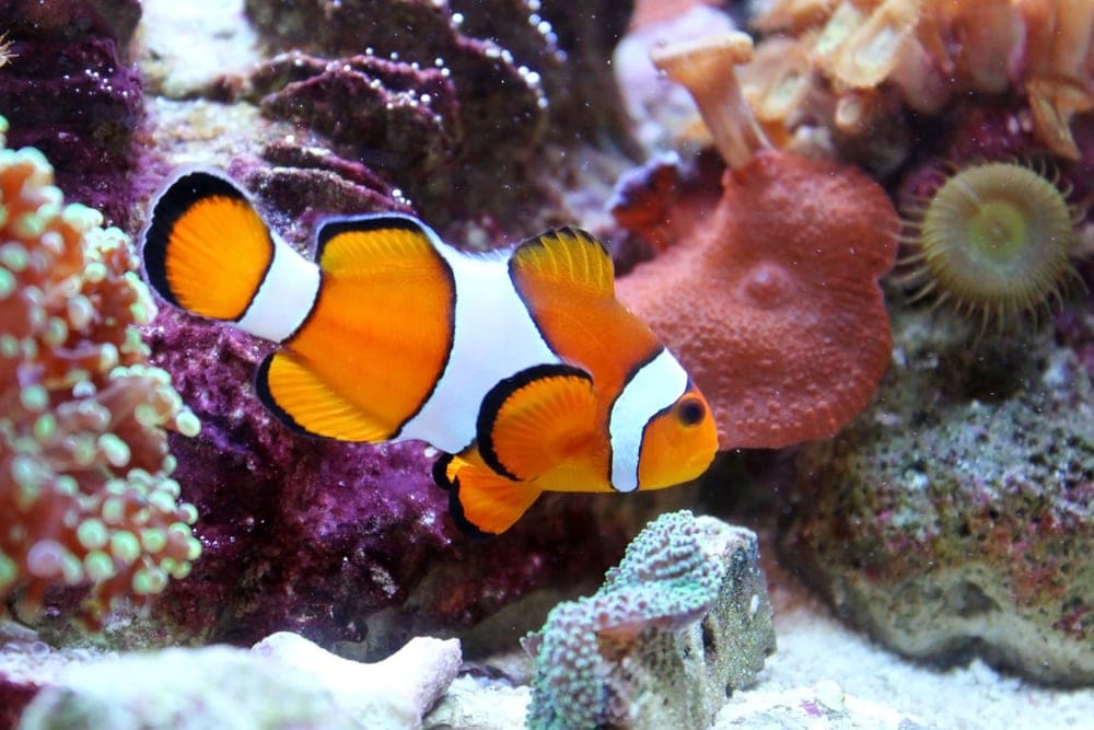 nice clownfish