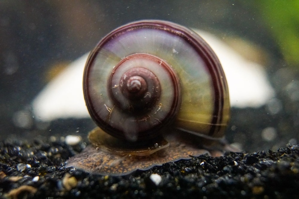 nice snail