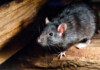 What Is The Average Lifespan of Pet Rats?