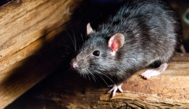 How Much do Pet Rats Weigh? - Petsoid