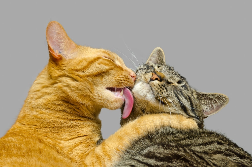 How Do Cats Communicate With Eachother? » Petsoid