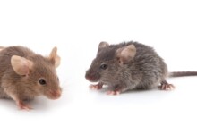 Do Mice Make Good Pets?