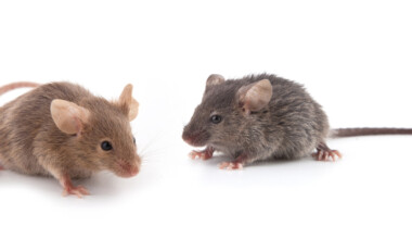 How Much Does Pet Mice Cost to Own? - Petsoid