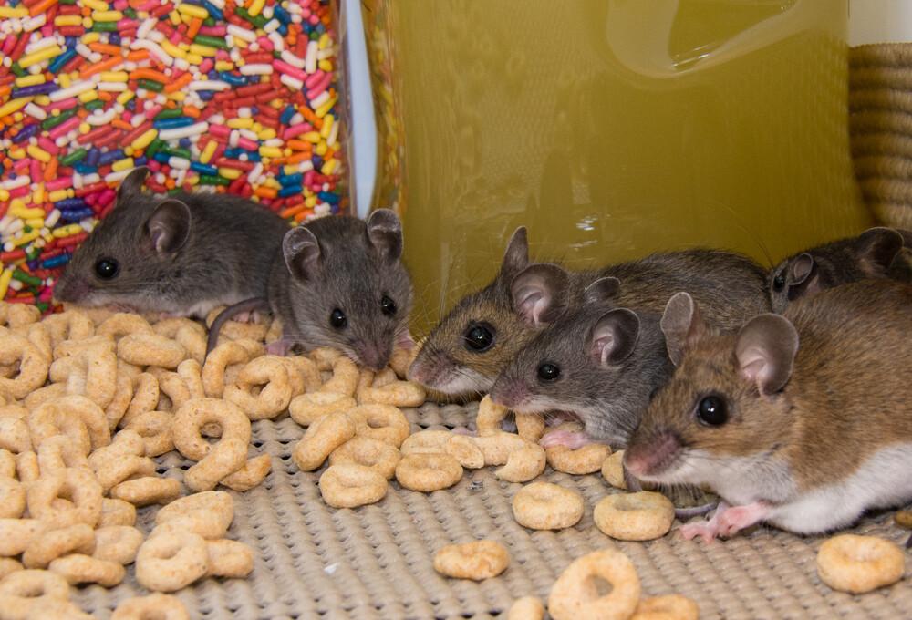 The Best Foods to Give Your Pet Mice » Petsoid