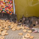 pet mice get treats