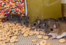 5 Great Treats to Give your Pet Mouse