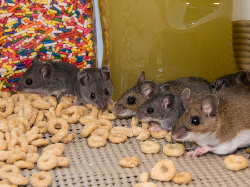 What Do Pet Mice Eat? » Petsoid