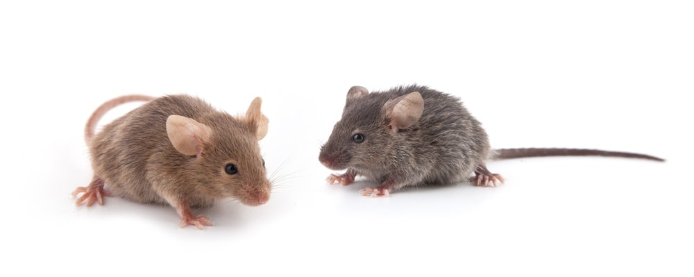 Do Mice Make Good Pets? - Petsoid