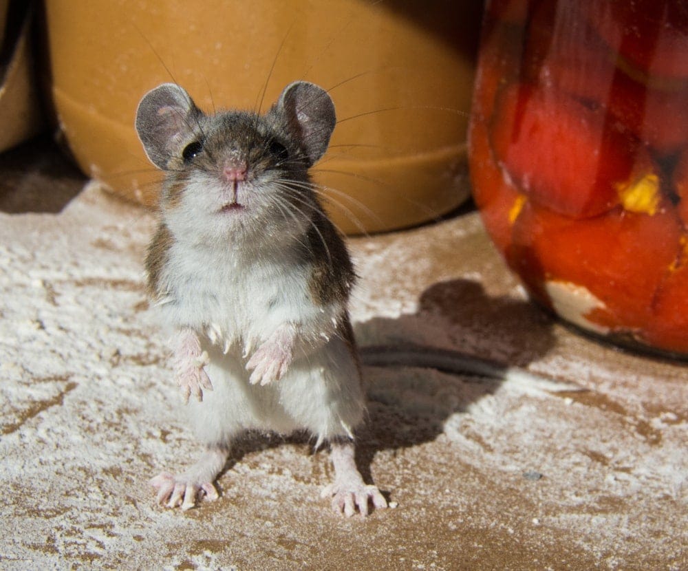 What is the average lifespan of a pet mouse