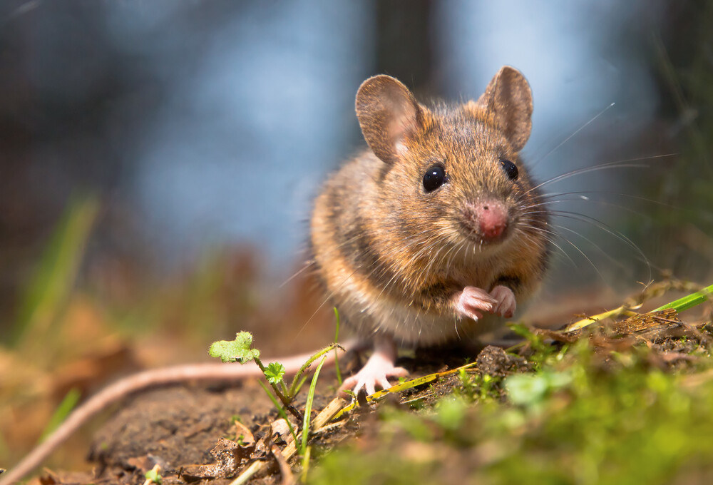 How Long Do Pet Mice Live on Average? » Petsoid