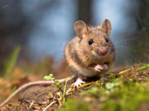 pet mouse 4
