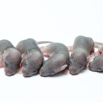pet mouse babies