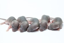 My Pet Mouse Got Babies - What should I do?
