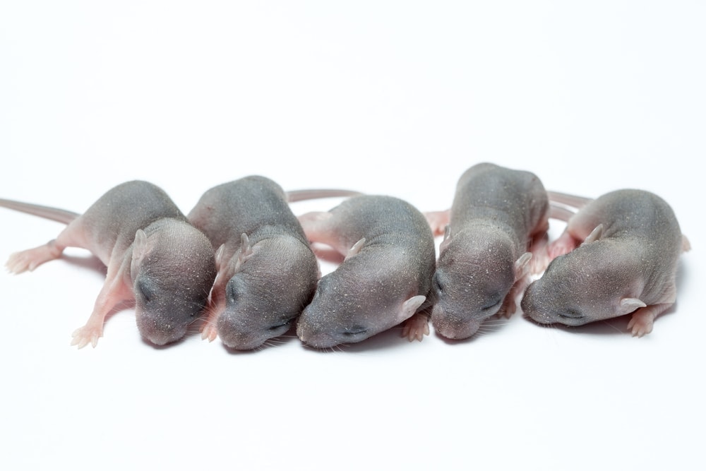 pet mouse babies
