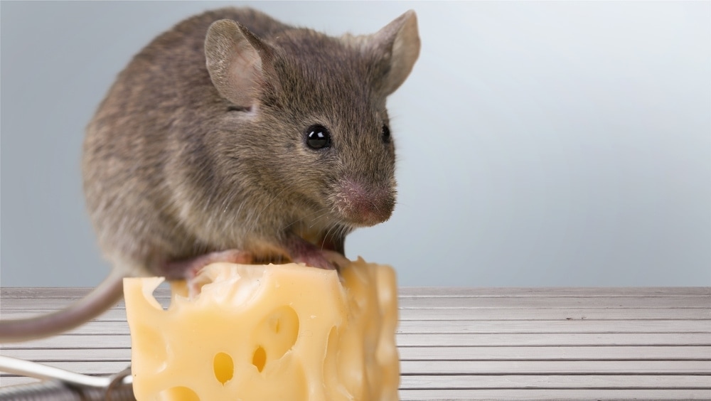 pet mouse cheese