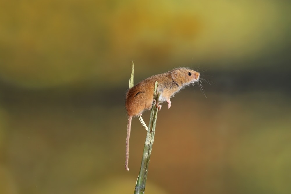 pet mouse climb