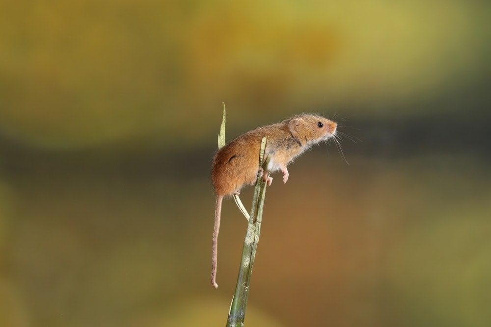 Can Pet Mice Climb? » Petsoid