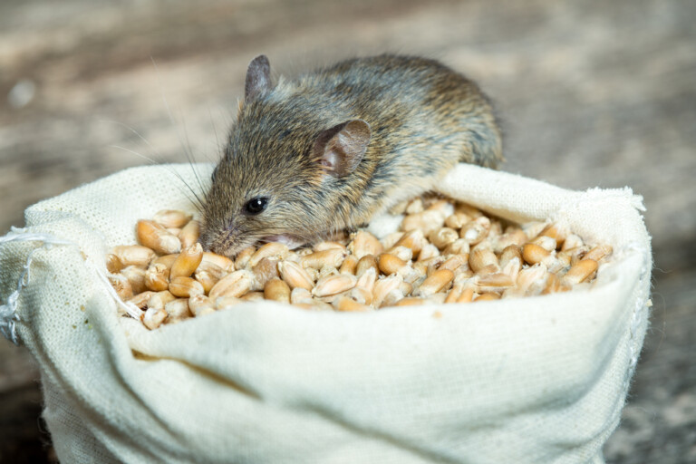 What Do Pet Mice Eat? » Petsoid