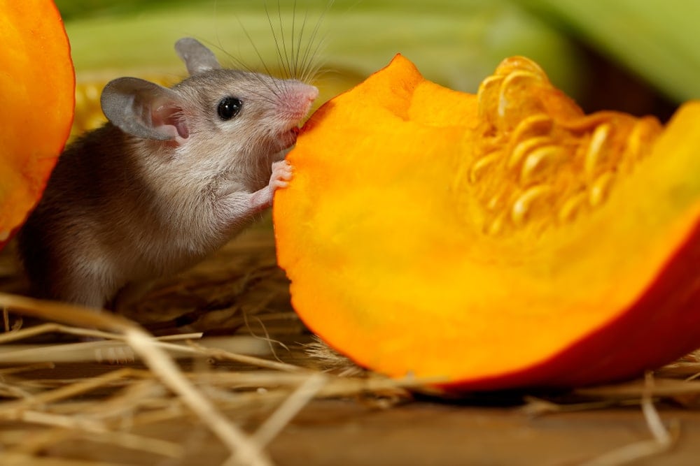 pet mouse eat fruit