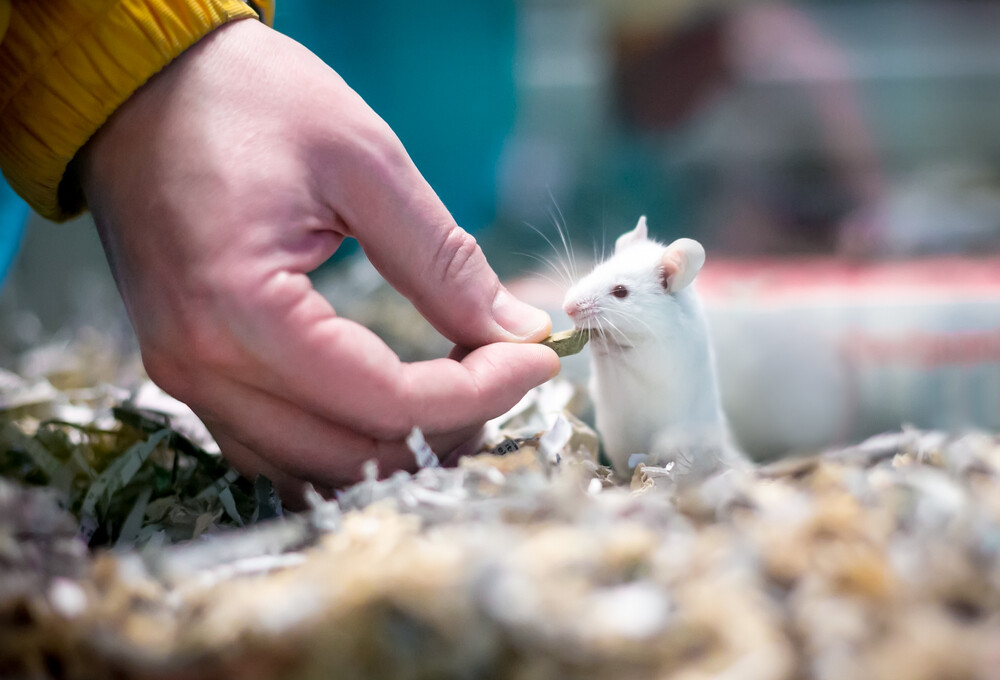 My Pet Mouse Got Babies What should I do? » Petsoid