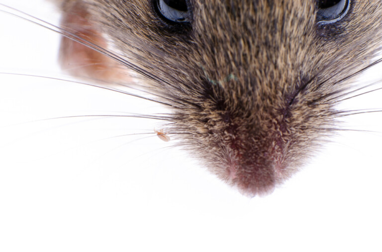 Can Pet Mice Get Fleas? » Petsoid