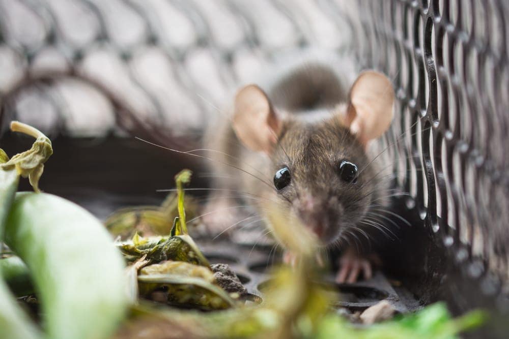 pet mouse in cage 1