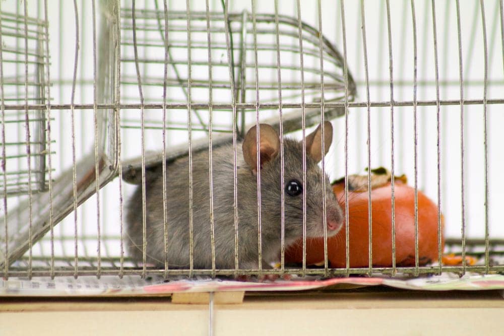 pet mouse in cage