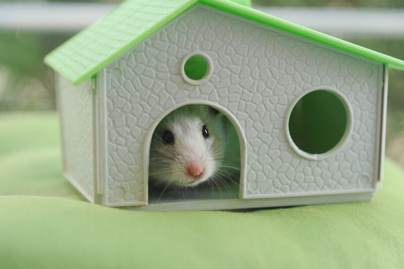 The Best Toys for Your Pet Mouse » Petsoid