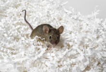 How Much Does Pet Mice Cost to Own?