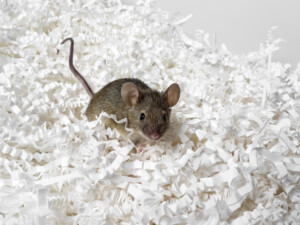 pet mouse on white paper