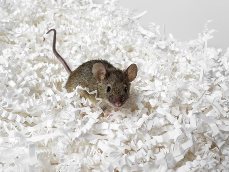 How Much Does Pet Mice Cost to Own? » Petsoid