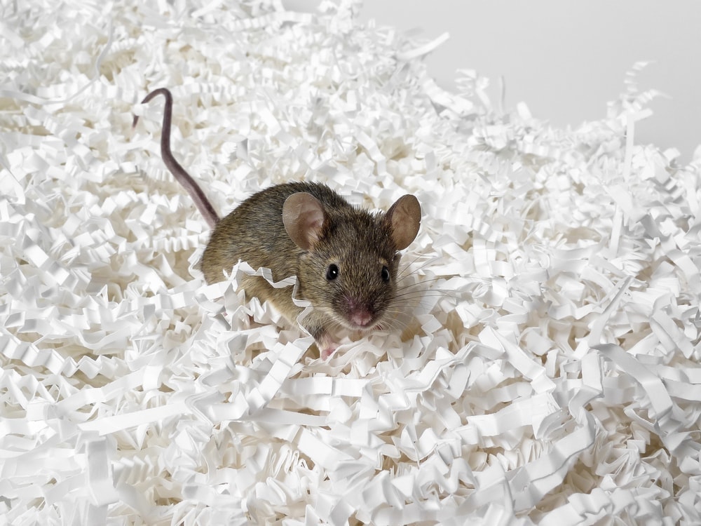 How Much Does Pet Mice Cost To Own Petsoid