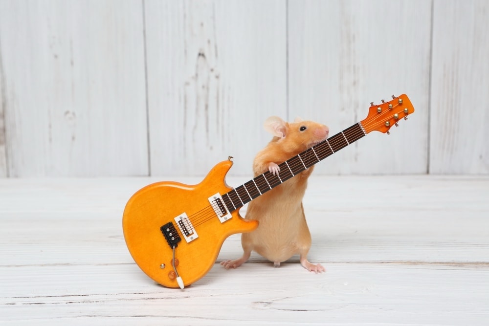 pet mouse playing guitar