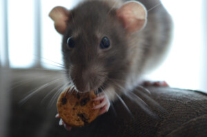 pet rat cookie