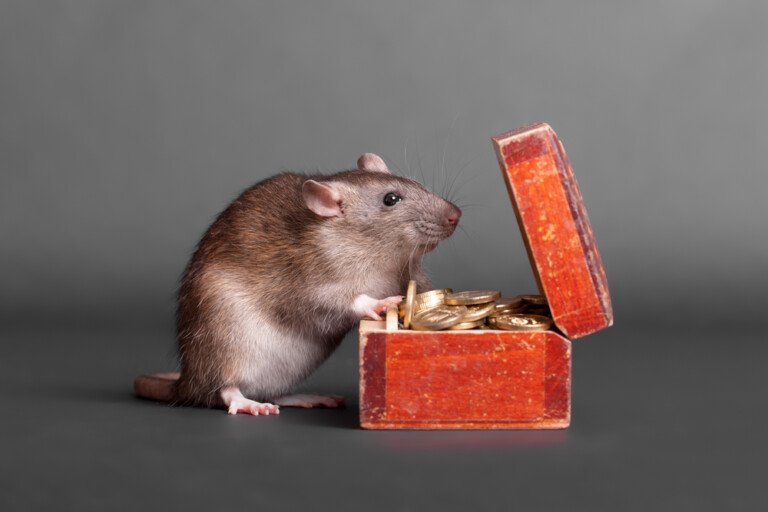 How Much Does a Pet Rat Cost to Own? » Petsoid