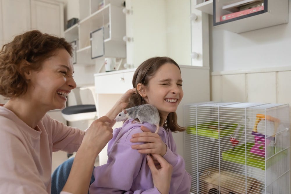 pet rat on shoulder