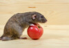Can Pet Rats Eat Tomatoes?