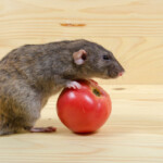 pet rat rolling tomato